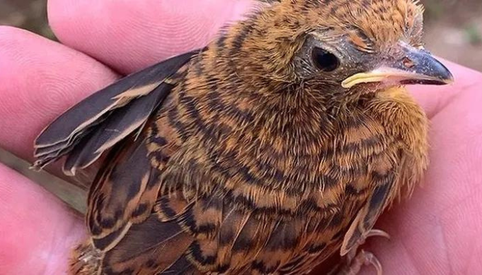 como-cuidar-de-filhote-de-pardal-ou-passarinho Como cuidar de um filhote de pardal ou passarinho?