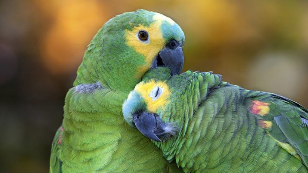 como-saber-se-um-passaro-ou-papagaio-e-macho-ou-femea Como saber se um pássaro ou papagaio é macho ou fêmea?