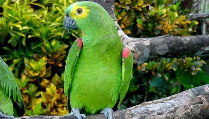 como-saber-se-um-passaro-ou-papagaio-macho-ou-femea Como saber se um pássaro ou papagaio é macho ou fêmea?