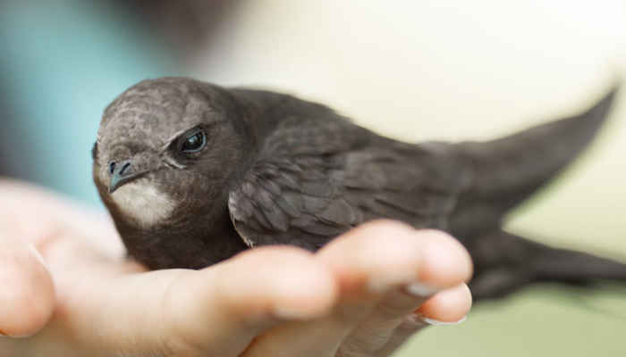 cuidar-de-um-filhote-de-pardal-ou-passarinho Como cuidar de um filhote de pardal ou passarinho?