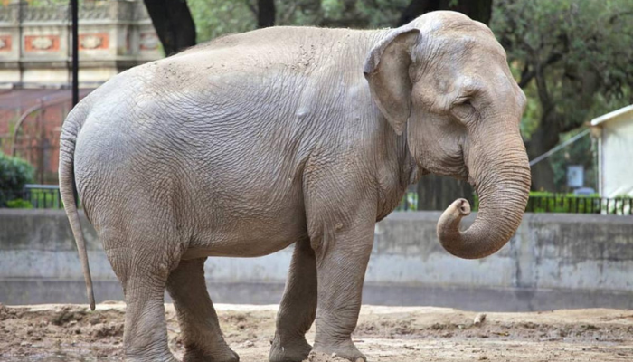 elefoa-ou-elefanta-qual-feminino-de-elefante Elefoa ou Elefanta: Qual o feminino de elefante?