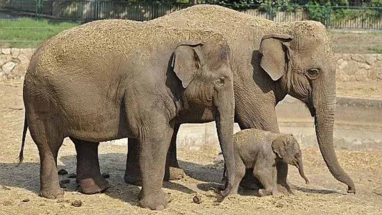 elefoa-ou-elefanta-qual-o-feminino-de-elefante Elefoa ou Elefanta: Qual o feminino de elefante?