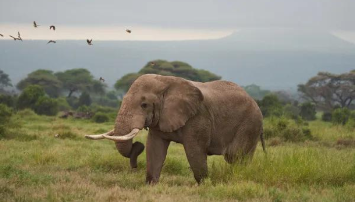 elefoa-ou-elefanta-qual-o-feminino-elefante Elefoa ou Elefanta: Qual o feminino de elefante?