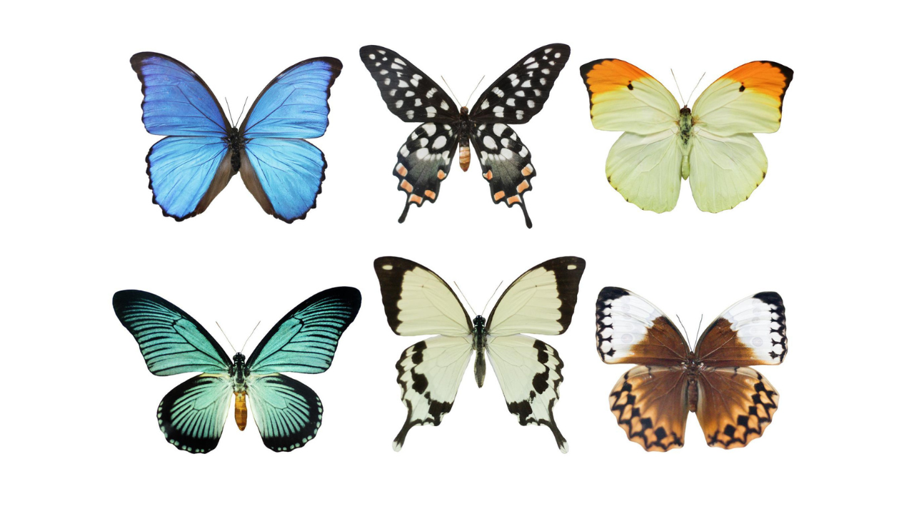 qual-significado-das-cores-das-borboletas Qual Significado das cores das Borboletas?