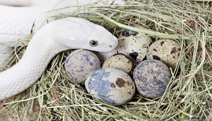 saber-se-um-ovo-e-de-cobra Como saber se um ovo é de cobra?