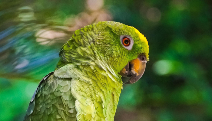 saber-se-um-passaro-ou-papagaio-e-macho-ou-femea Como saber se um pássaro ou papagaio é macho ou fêmea?