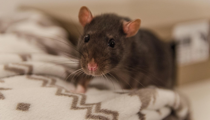 como-saber-se-as-fezes-de-rato Como saber se as fezes é de rato?