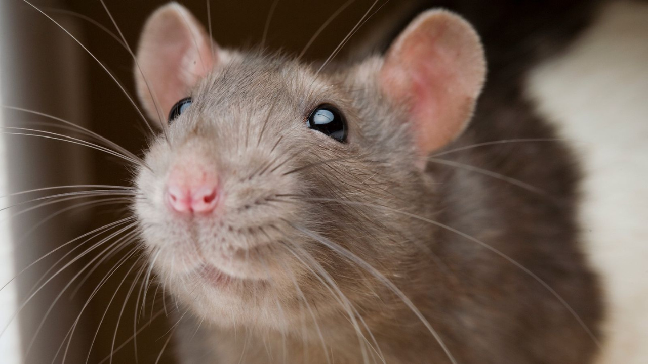 como-saber-se-as-fezes-e-de-rato Como saber se as fezes é de rato?