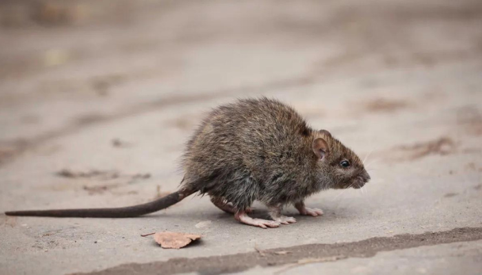 saber-se-as-fezes-e-de-rato Como saber se as fezes é de rato?