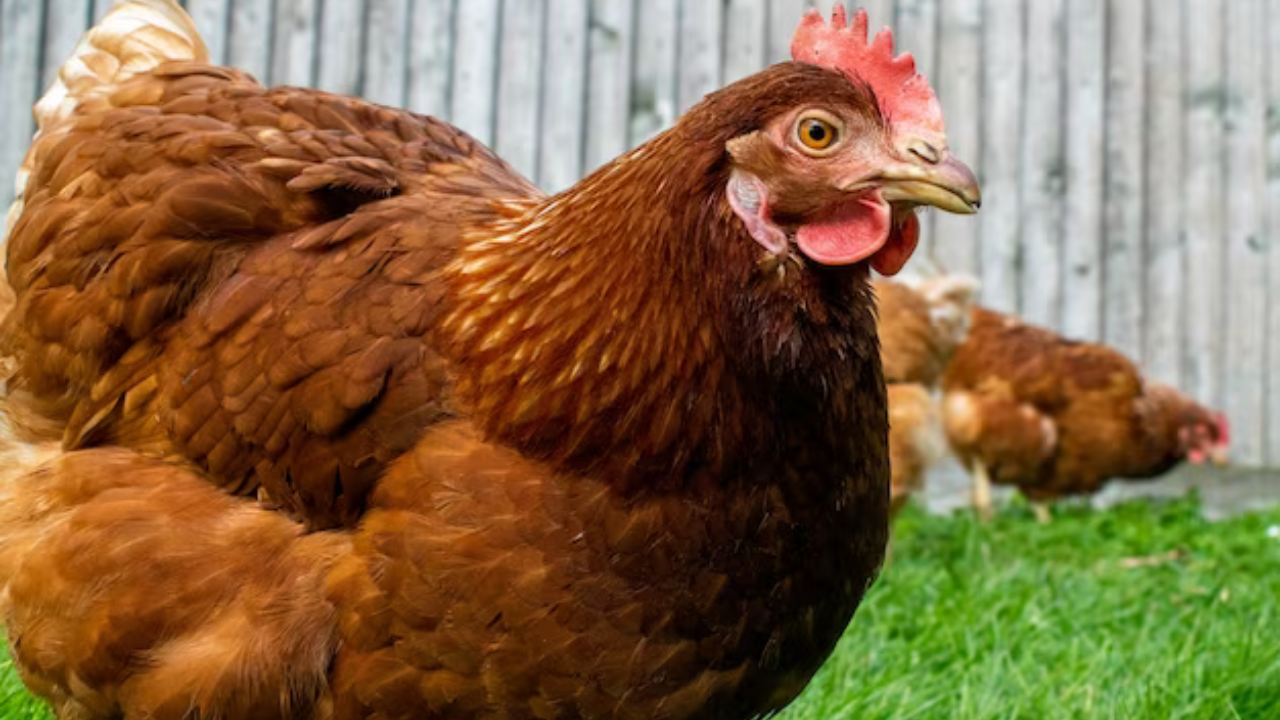remedio-caseiro-com-vinagre-para-matar-piolho-de-galinha Remédio caseiro com vinagre para matar piolho de galinha