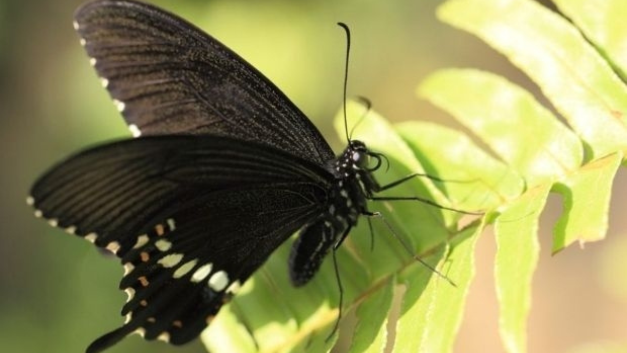 borboleta-preta-dentro-de-casa-o-que-significa Borboleta preta dentro de casa, o que significa?