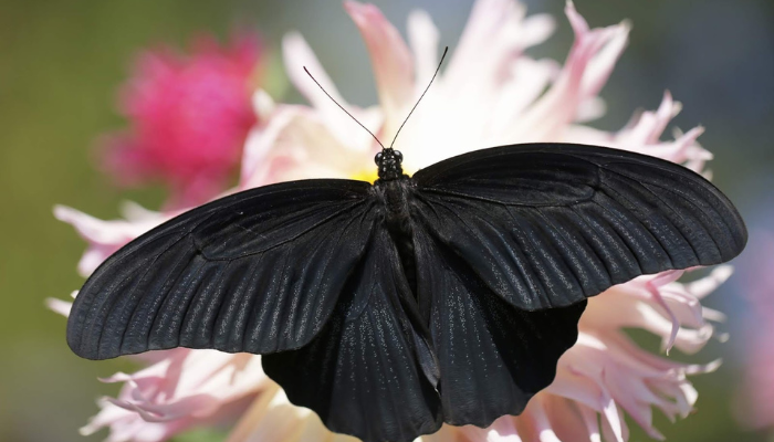 borboleta-preta-dentro-de-casa-que-significa Borboleta preta dentro de casa, o que significa?