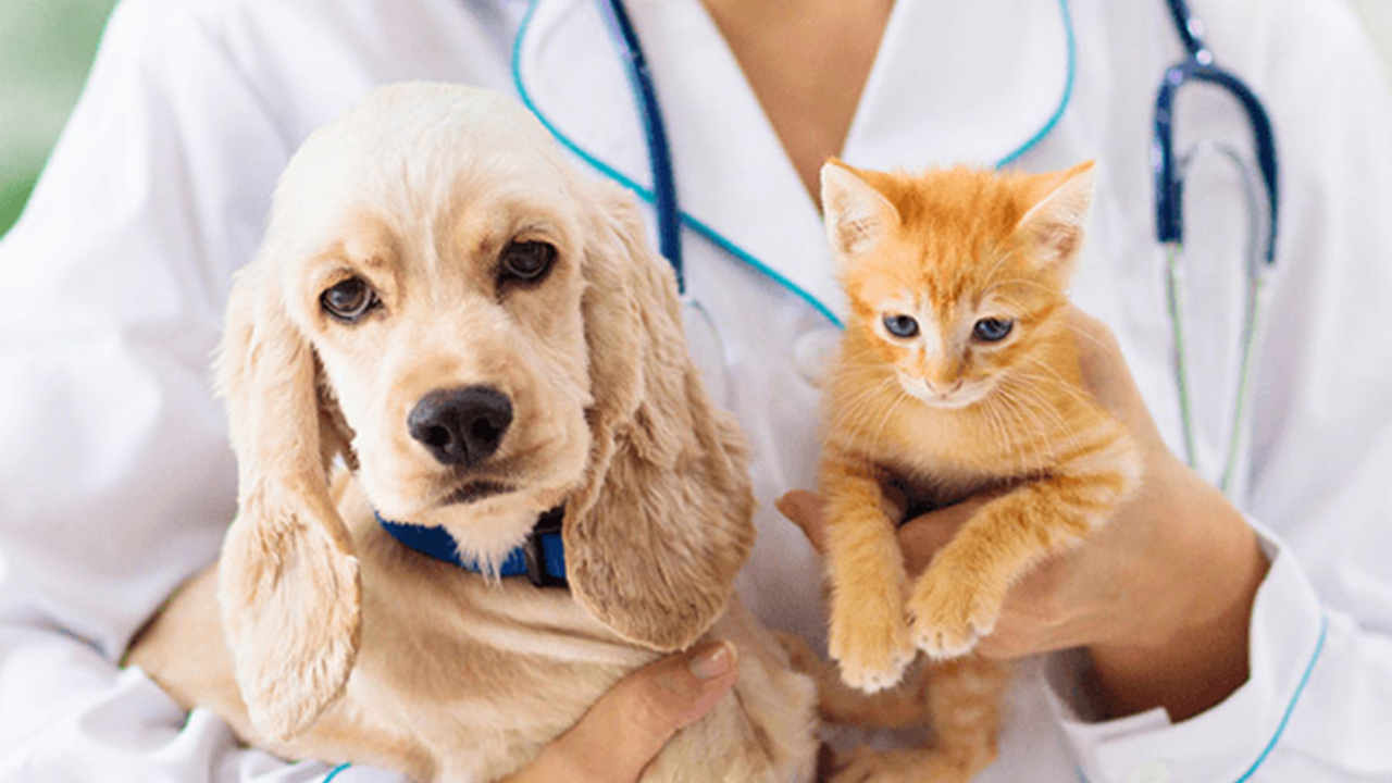 concursos-publicos-para-veterinarios-abertos Concursos públicos para veterinários Abertos em 2024