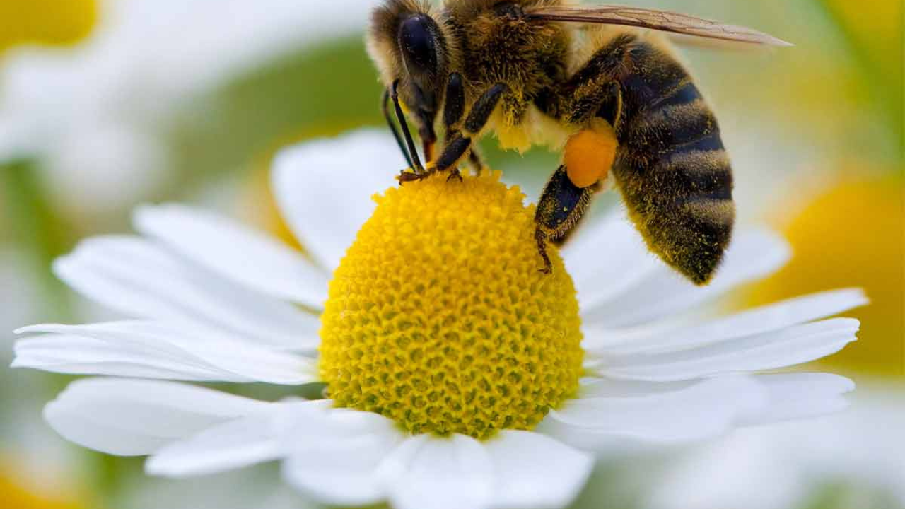 o-que-significa-sonhar-com-abelha O que Significa Sonhar com Abelha?
