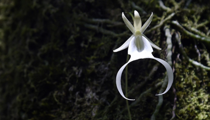 qual-a-flor-mais-rara-do-mundo Qual é a flor mais rara do mundo?